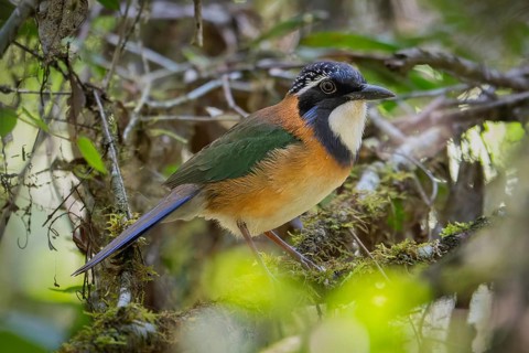 Pitta-Like Ground Roller, Blue-headed Roller (Atelornis pittoides) in the rainforests of eastern