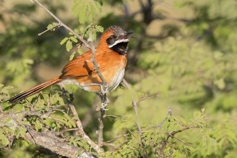 White-whiskered Spinetail (Synallaxis candei) perched on a branch in Colombia, South America