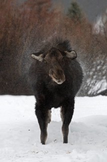 Moose (Alces alces) shaking wet fur in snow, Grand Teton National Park, USA