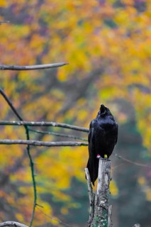 One common raven (Corvus corax) sits on a twig of a dead tree, calling. Fall foliage in the