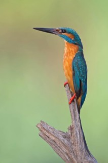 Common Kingfisher (Alcedo atthis) male, Saxony-Anhalt, Germany