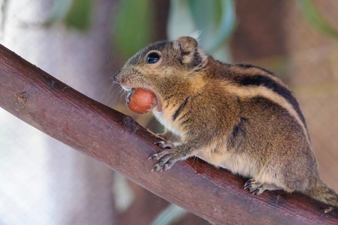 A Swinhoe´s striped squirrel (Tamiops swinhoei) sits on a branch with a nut in his mouth. China and