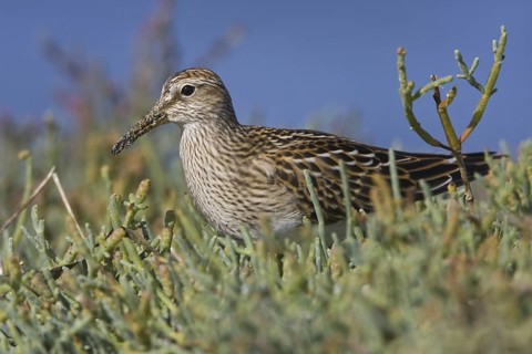 Pectoral Sandpiper (Calidris melanotos), British Columbia, Canada