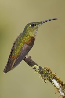 Fawn-breasted Brilliant (Heliodoxa rubinoides), Ecuador