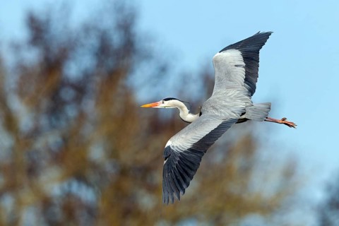 Grey heron, heron, (Ardea cinerea), animals, birds, heron, aerial photograph, Luisenpark, Mannheim,