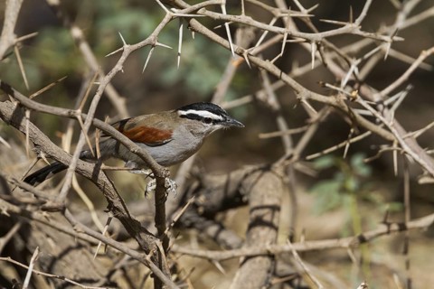 Black-crowned Tchagra (Tchagra senegalus percivali) perched on a branch, Oman