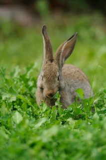 Hare sitting in green grass and looking forwards, domestic rabbit (Oryctolagus cuniculus forma