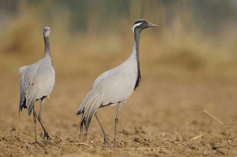 Demoiselle Crane (Grus virgo), India