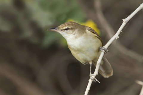 Clamorous Reed Warbler (Acrocephalus stentoreus brunnescens), Oman