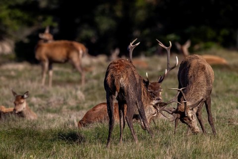 Playful fight between young red deer (Cervus elaphus), the more mature deer are exhausted at the