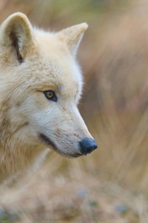 Wolf with concentrated gaze, beige fur, surrounded by autumnal colours, Arctic wolf (Canis lupus