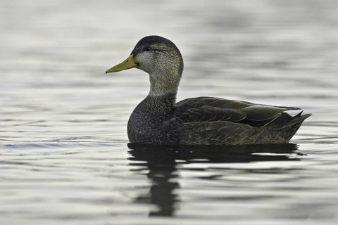 American Black Duck (Anas rubripes), Ohio, USA