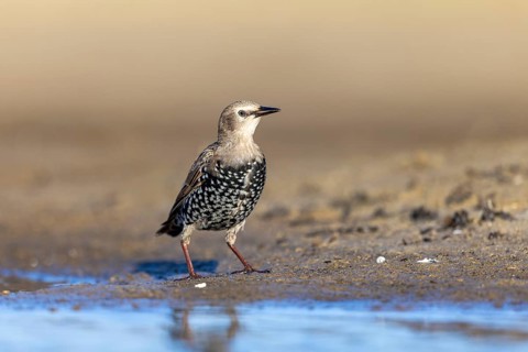 Common Starling (Sturnus vulgaris) juvenile perched on the ground, North Rhine-Westphalia, Germany