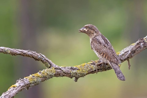 Wryneck (Jynx torquilla) with tongue for foraging, ants, ant pupae as prey, feeding, of young