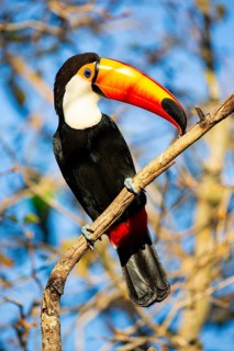 Giant toucan (Ramphastos toco) Pantanal Brazil