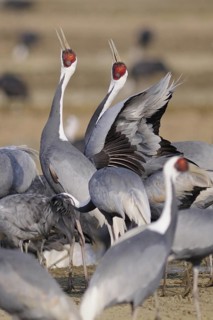 White-naped Crane (Antigone vipio), Arasaki, Japan
