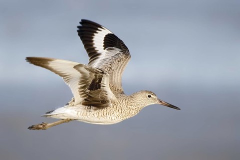 Willet (Tringa semipalmata) flying, Texas, USA