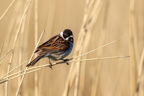 Common Reed Bunting (Emberiza schoeniclus) male, Netherlands