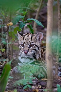 Ocelot (Felis pardalis) Pantanal Brazil