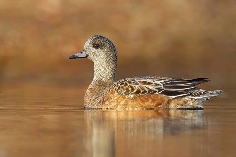 American Wigeon (Mareca americana) female, BritishColumbia, Canada