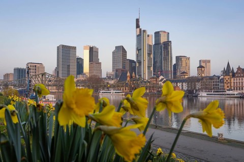 The daffodils on the banks of the Main start to bloom in front of Frankfurt's banking skyline,