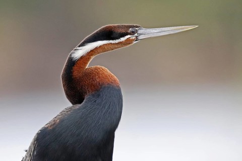 African Darter (Anhinga rufa), Okavango-Delta, Botswana