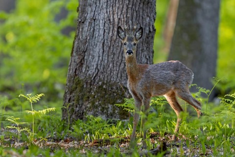 The roebuck (Capreolus capreolus) approaches my hiding place with every step, change of coat, May,
