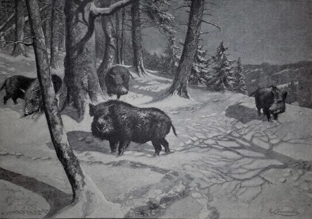 Wild boar in a winter forest, wild boars, 1890, illustration, reproduction from a model from the