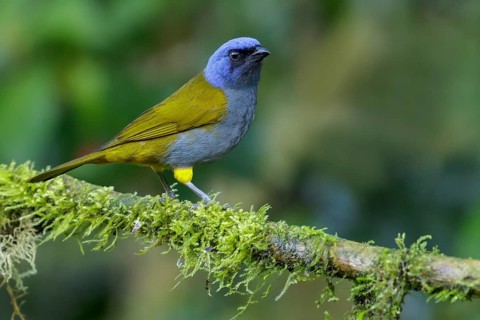 Blue-capped Tanager (Thraupis cyanocephala) perched on a branch in the Andes Mountains of Colombia