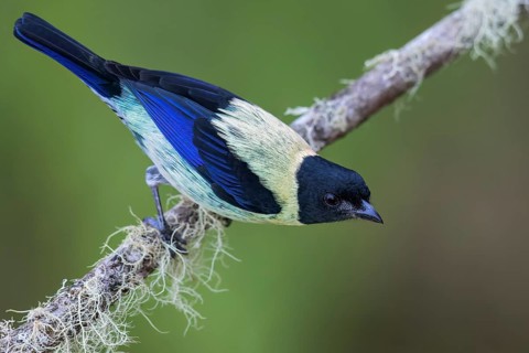 Black-headed Tanager (Tangara cyanoptera) perched on a branch in Colombia, South America