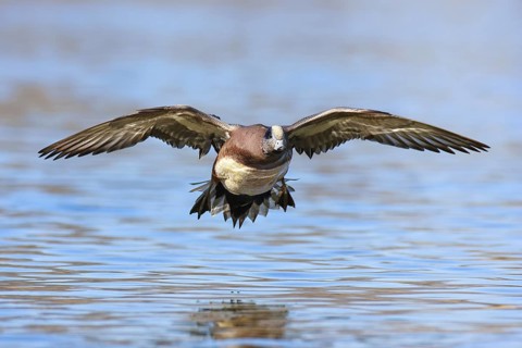 American Wigeon (Mareca americana) male flying, British Columbia, Canada