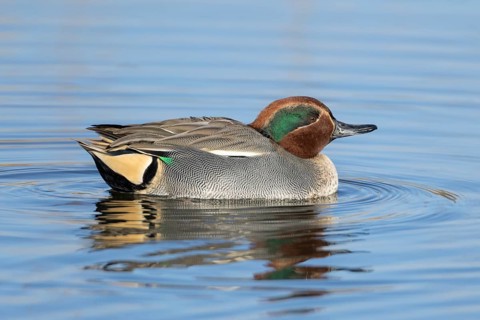 Common teal (Anas crecca) duck adult male bird on a lake, Suffolk, England, United Kingdom