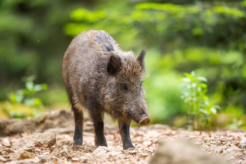 Wild boar (Sus scrofa) standing in a forest, Bavaria, Germany