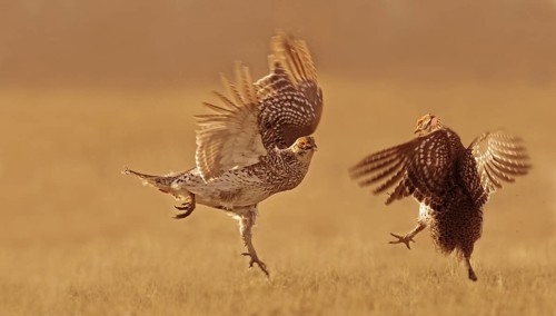 Sharp-tailed Grouse (Tympanuchus phasianellus) male mating, Saskatchewan, Canada