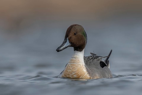 Northern Pintail (Anas acuta) male, Schleswig-Holstein, Germany