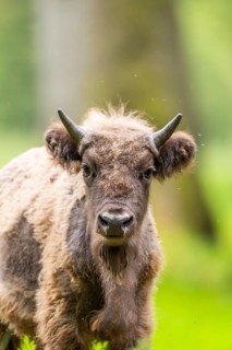 European bison (Bison bonasus), portrait, srtanding on a meadow in summer, Bavarian Forest, Germany