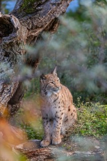 One Eurasian lynx, (Lynx lynx), sitting on the forest floor in at a dead tree, hidden behind out of