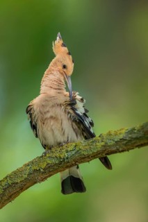 Wiedehopf, Upupa epops Eurasian hoopoe, Upupa epops