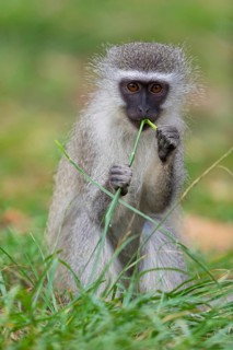Vervet Monkey, (Chloroebus pygerythrus), vervet monkey, monkey, monkeys, primate, primates, family