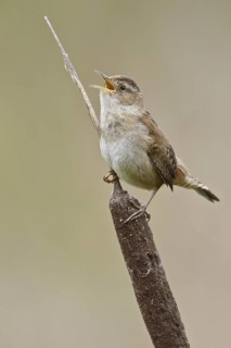 Marsh Wren (Cistothorus palustris) singing, British Columbia, Canada