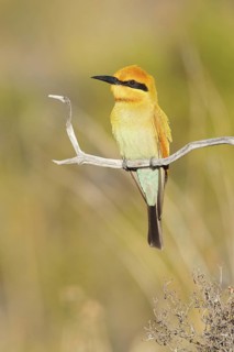 Rainbow Bee-eater (Merops ornatus) juvenile, Western Australia, Australia