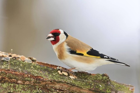European Goldfinch (Carduelis carduelis), Bavaria, Germany