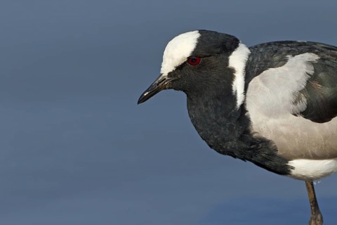 Blacksmith Lapwing (Vanellus armatus), Kruger Park, South Africa
