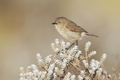 Slender-billed Thornbill (Acanthiza iredalei), Australia