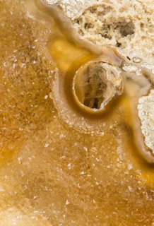 A detailed close-up of an agatized coral fossil geode, showcasing its intricate crystalline