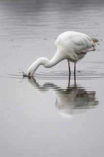 Great White Egret (Ardea alba), Emsland, Lower Saxony, Germany