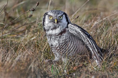 Northern Hawk-Owl (Surnia ulula), Saxony, Germany