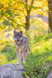 A eurasian gray wolf (Canis lupus lupus) stands on a hill with a colourful fall foliage in the