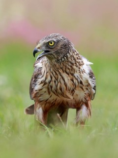 Western Marsh Harrier (Circus aeruginosus) male on grassland, Poland