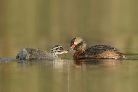 Horned Grebe (Podiceps auritus) with chick, British Columbia, Canada